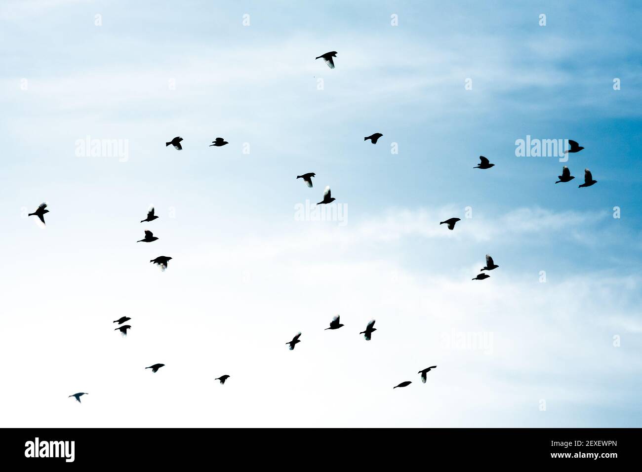 Stock photo of flock of birds flying in blue sky Stock Photo - Alamy