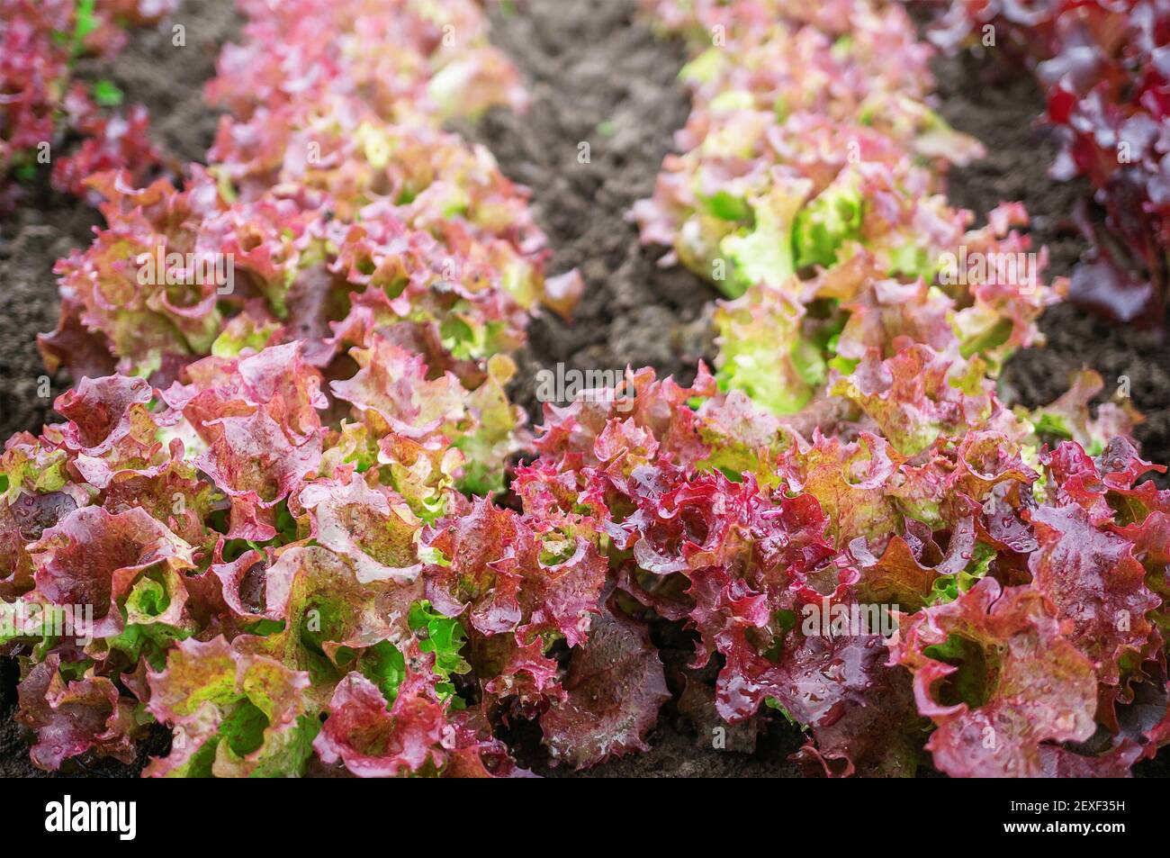City vegetable garden hires stock photography and images Alamy
