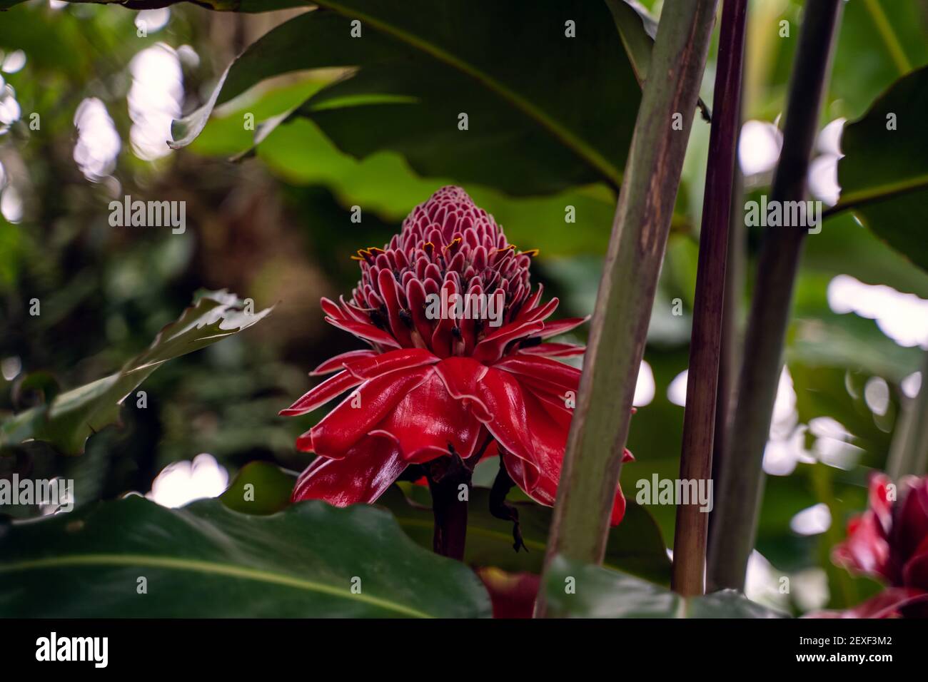Selective focus on a pink flower called Etlingera elatior in the middle of the jungle. Costa Rica Stock Photo