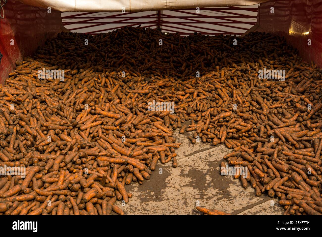 Carrots in agricultural machinery during harvest at Luffness Mains Farm, East Lothian, Scotland, UK Stock Photo