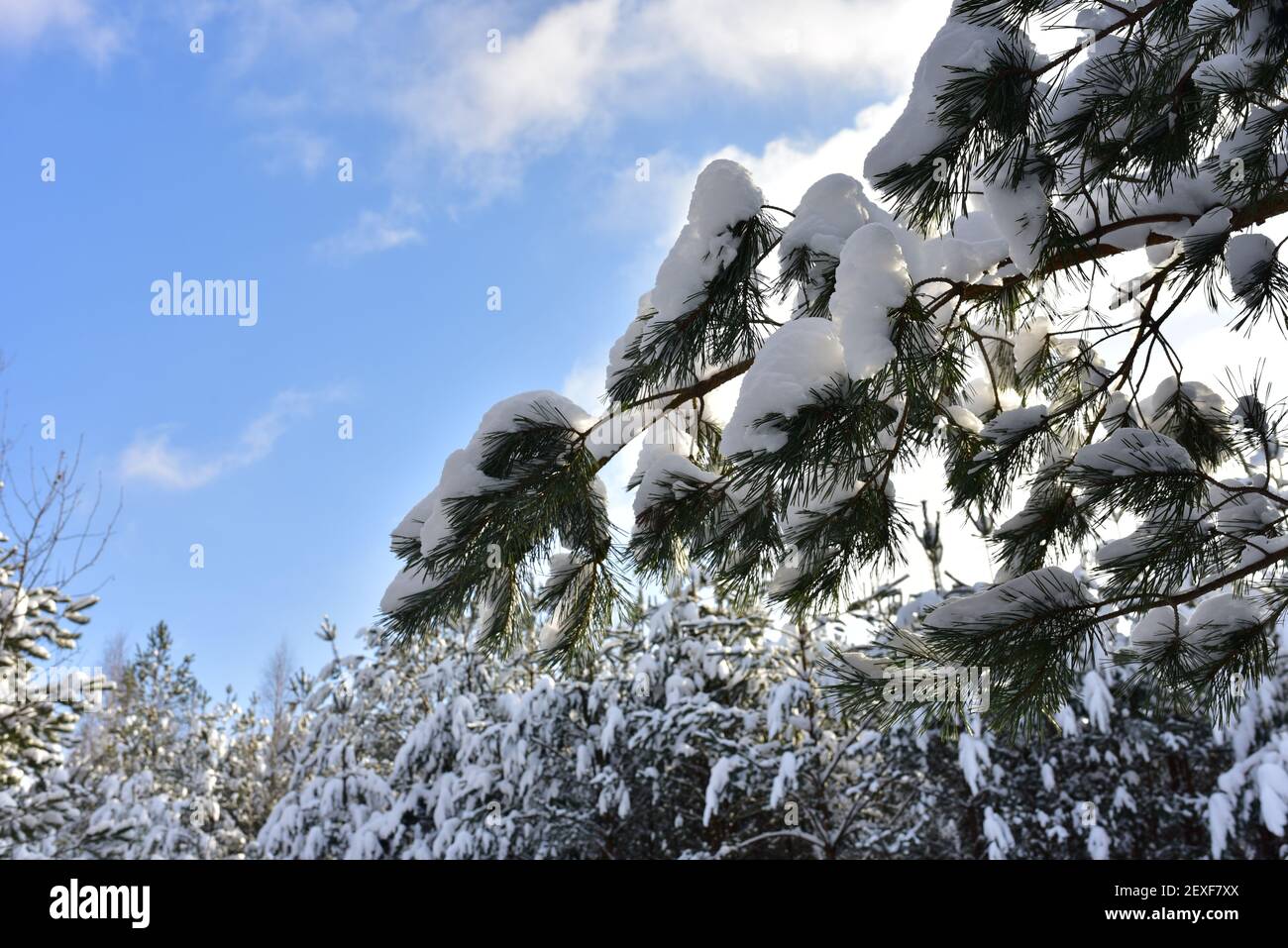 Green pine trees snow sunlight hi-res stock photography and images - Alamy