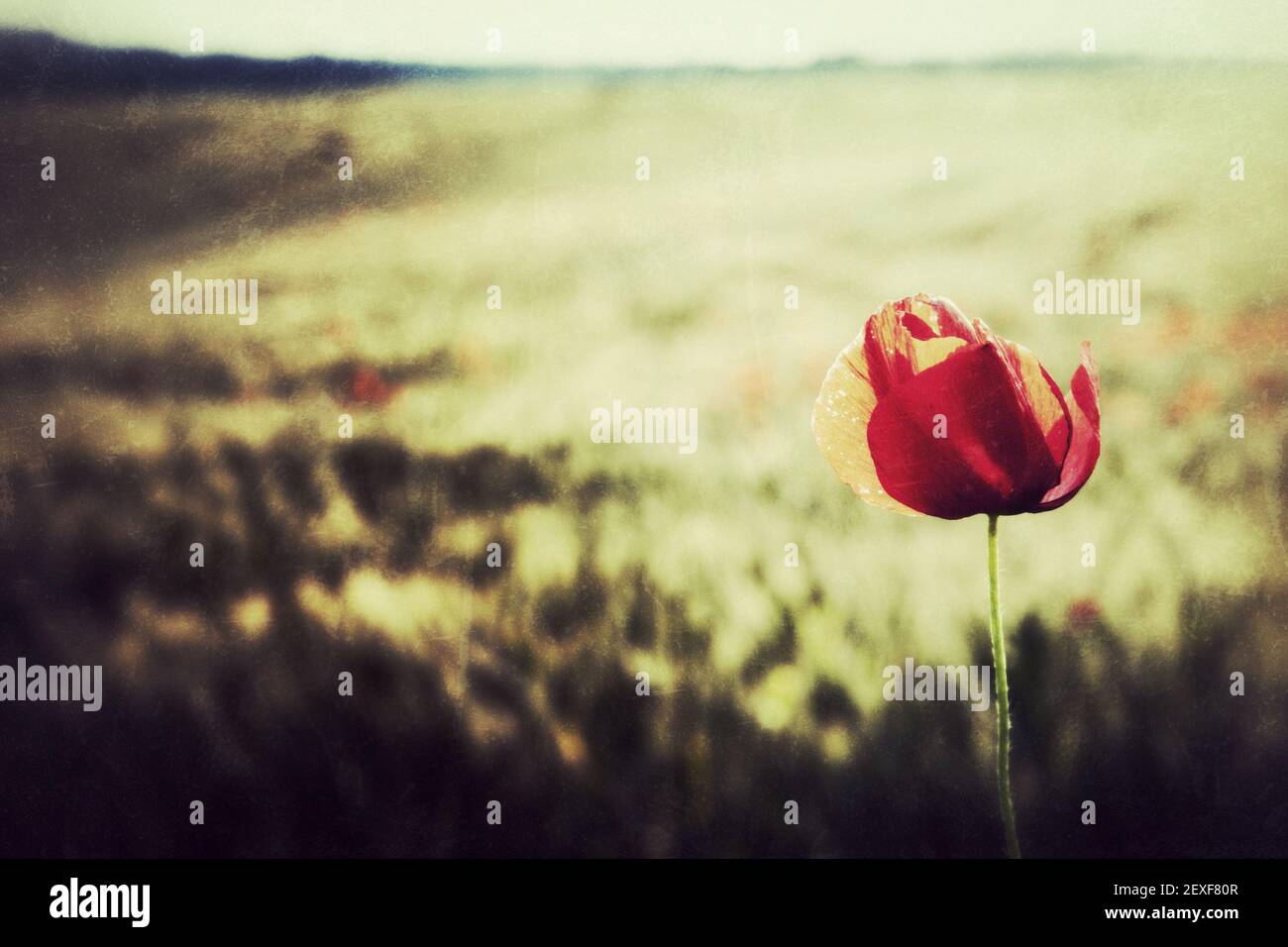 Beautiful poppy field sun hi-res stock photography and images - Alamy