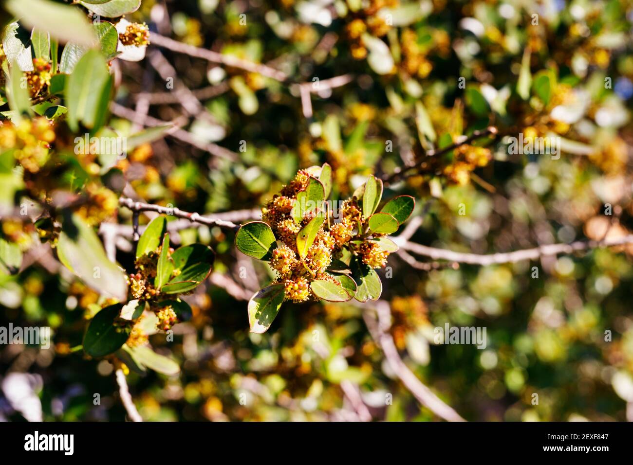 Small  fragrant yellow  flowers of Mediterranean buckthorn tree -rhamnus alaternus- Stock Photo