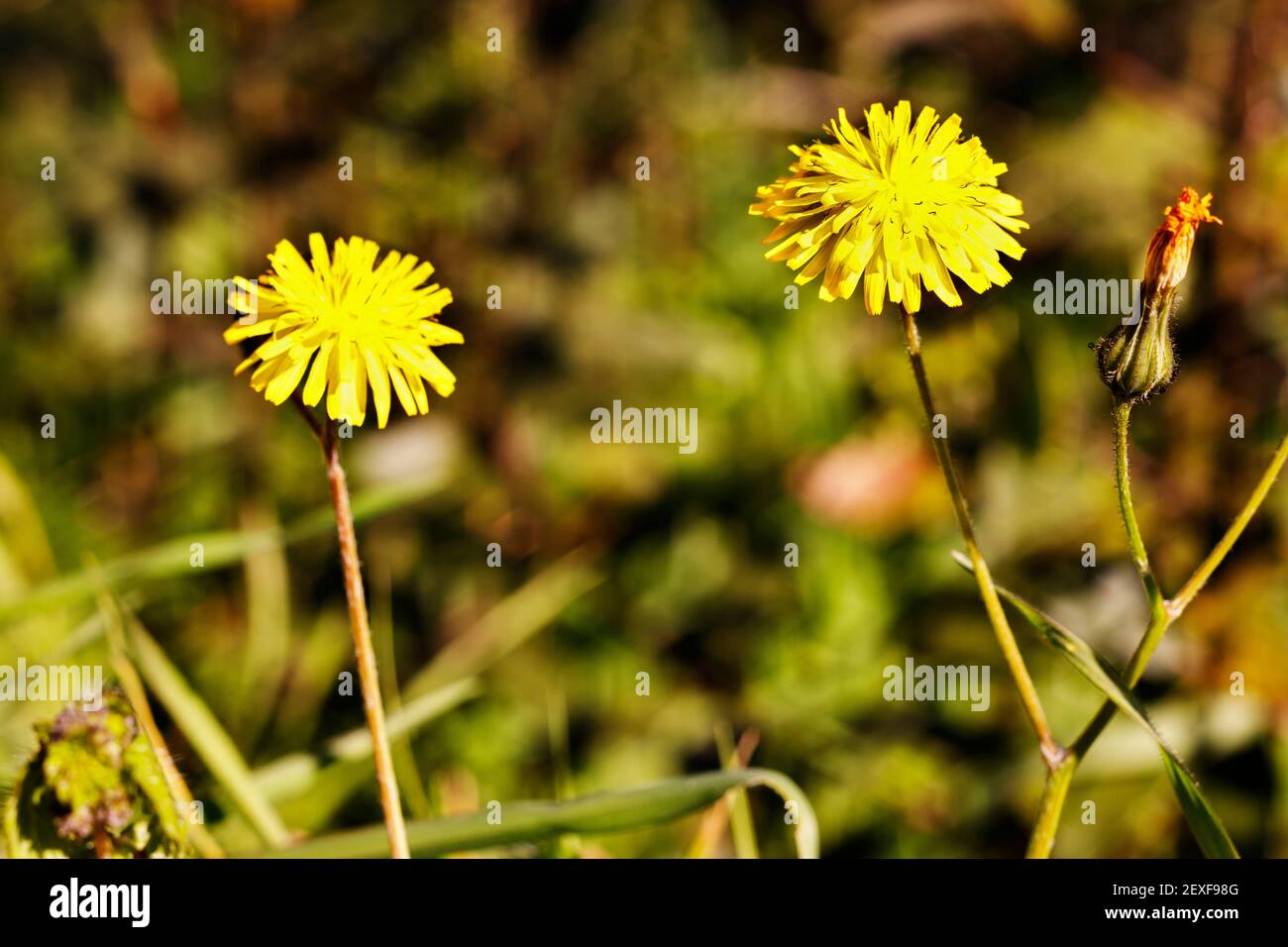 Yellow inflorescence of mouse -ear hawkweed ( hieracium pilosella ) in a bright day Stock Photo