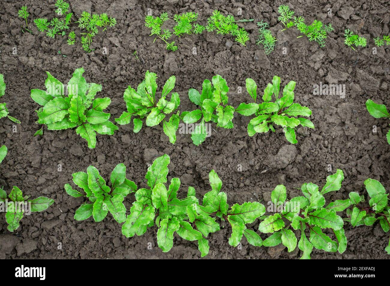 young seedlings of beets and carrots in the garden. Seedlings for eco