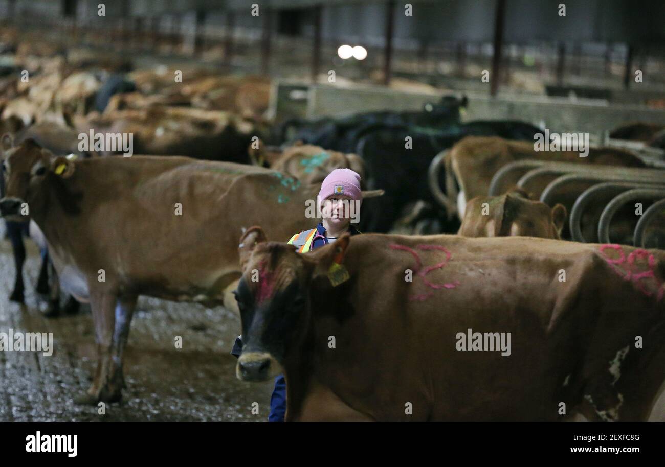 Jill Dowdle, vet student at the University of Minnesota, looks for a