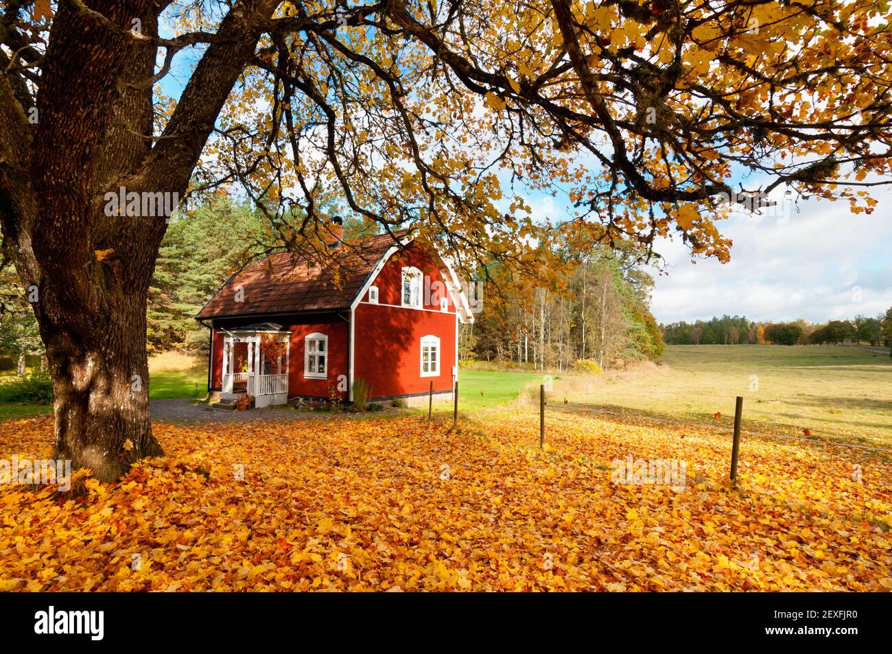 Red Swedish house amongst autumn leaves Stock Photo