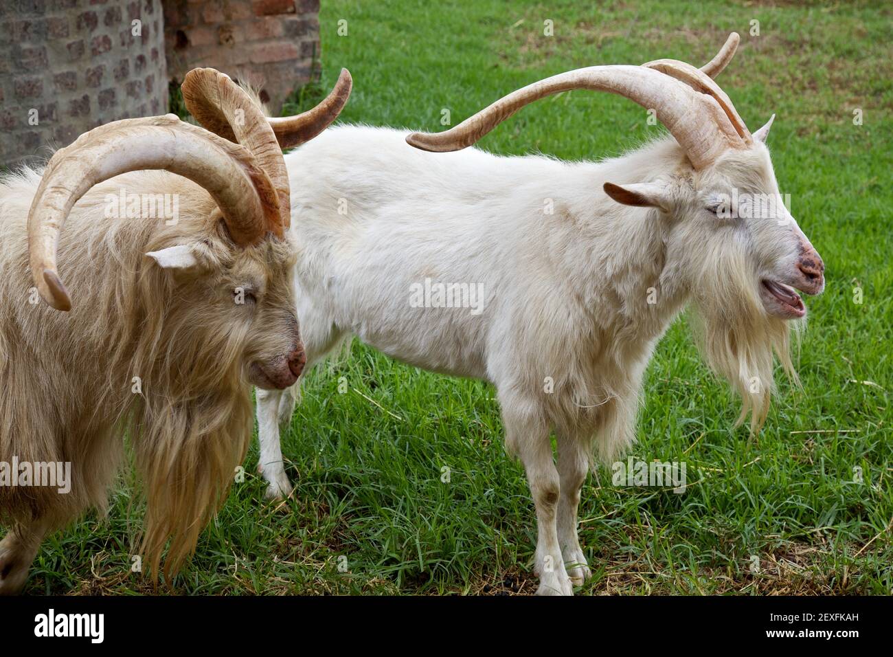 Goats Stock Photo