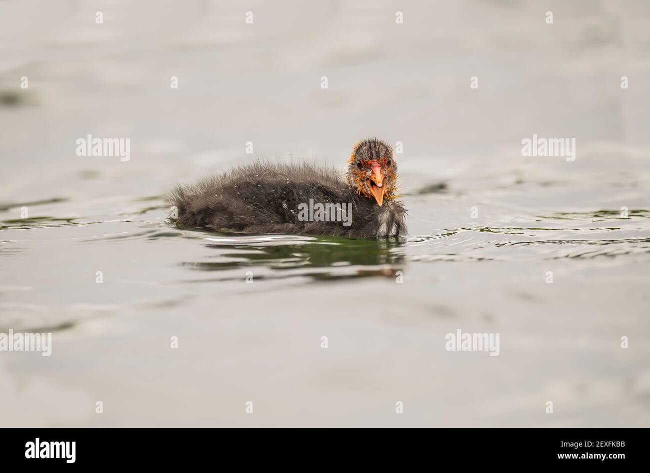 Coot juvenile, squawking, close up on a loch in the spring time in Scotland Stock Photo