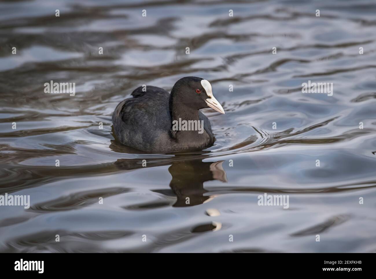 A Coot on a loch, close up, in Scotland, in the winter time Stock Photo