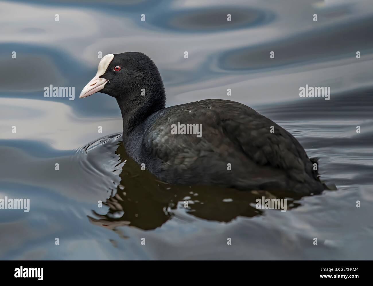 A Coot on a loch, close up, in Scotland, in the winter time Stock Photo