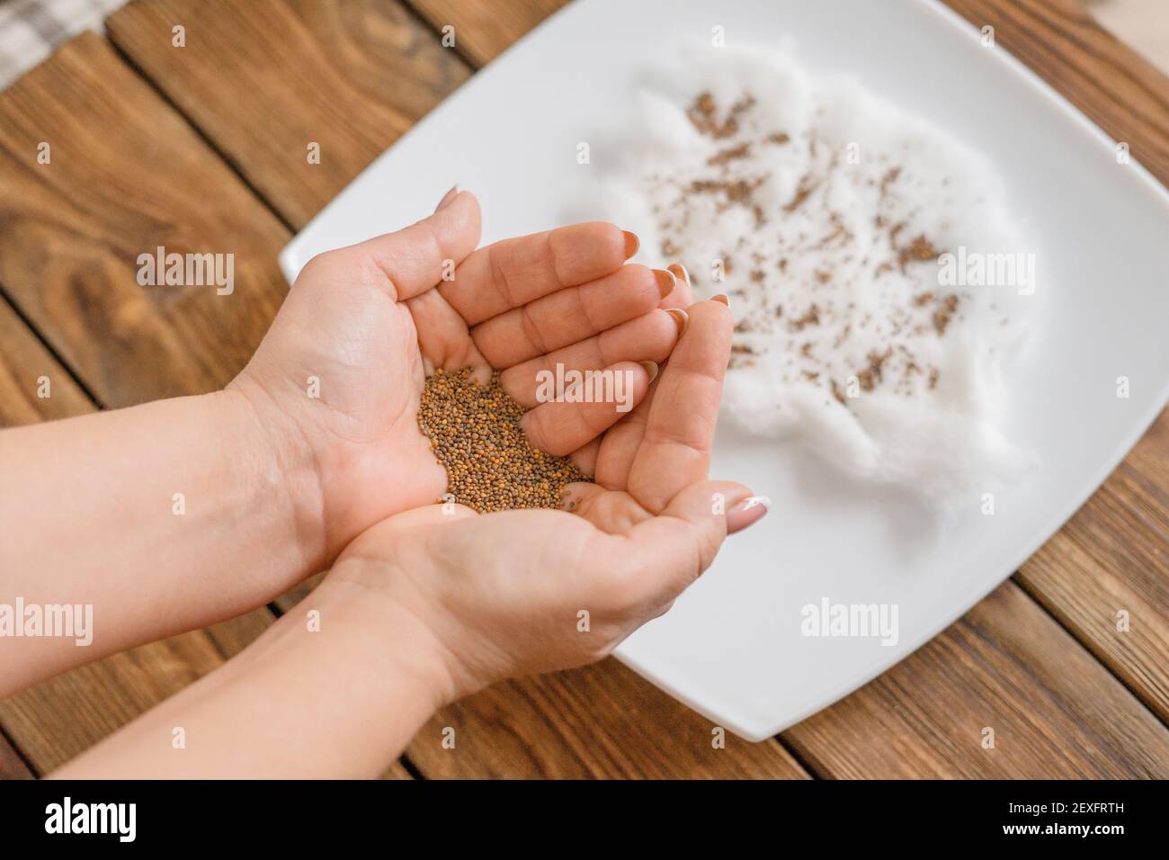 Preparation for planting seeds on a piece of cotton wool on a plate Stock  Photo - Alamy