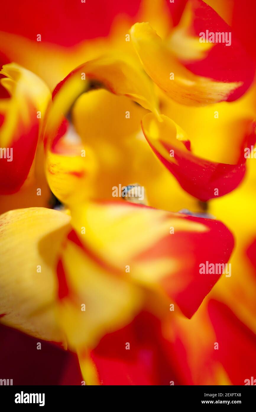 Curled petals hi-res stock photography and images - Alamy