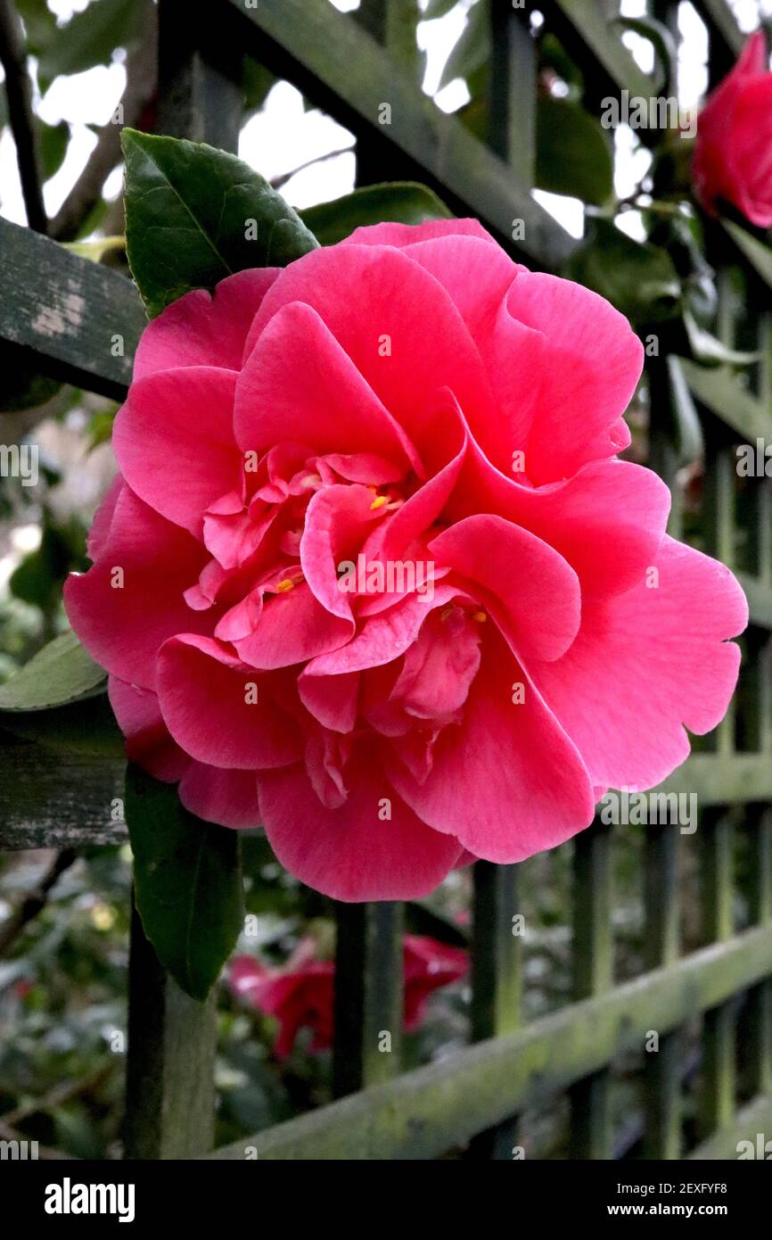 Camellia x williamsii ‘Debbie’ Camellia Debbie – deep pink semi double flowers with ruffled centre,  March, England, UK Stock Photo