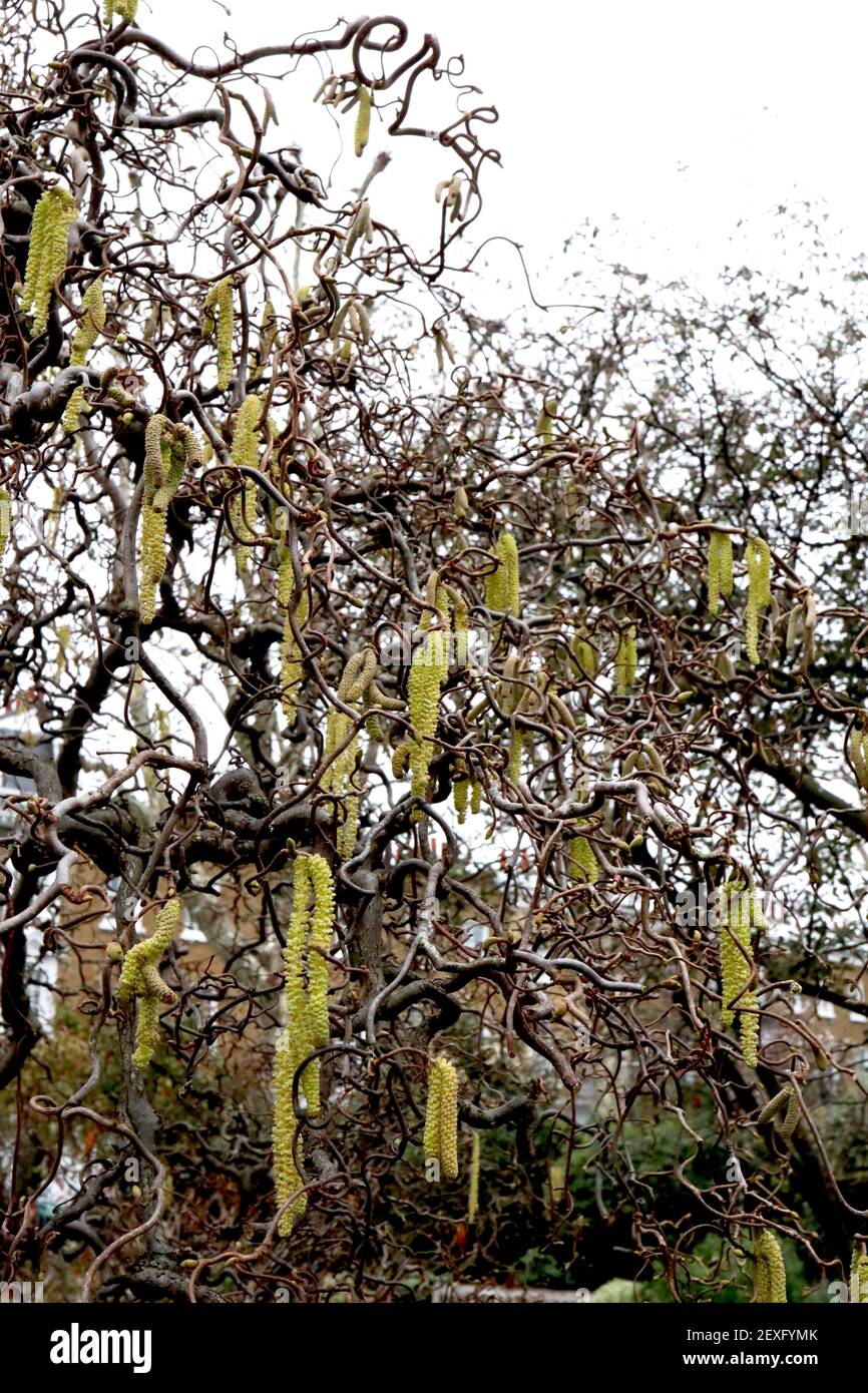 Corylus avellana ‘Contorta’ Corkscrew hazel – contorted branches with