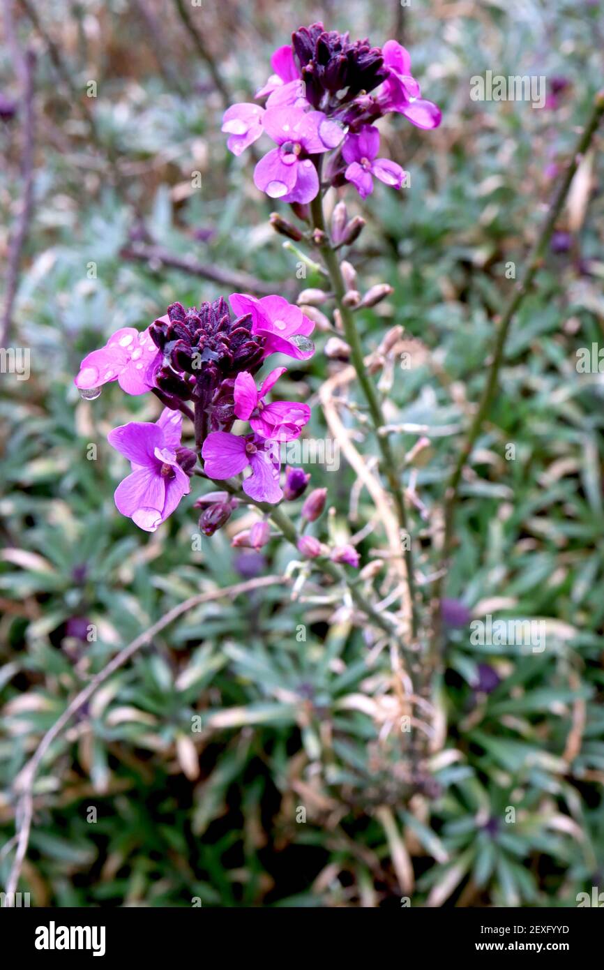 Erysimum linifolium Bowles’s Mauve Wallflower Bowles Mauve – mauve and purple flowers with rounded petals,  shades,  March, England, UK Stock Photo