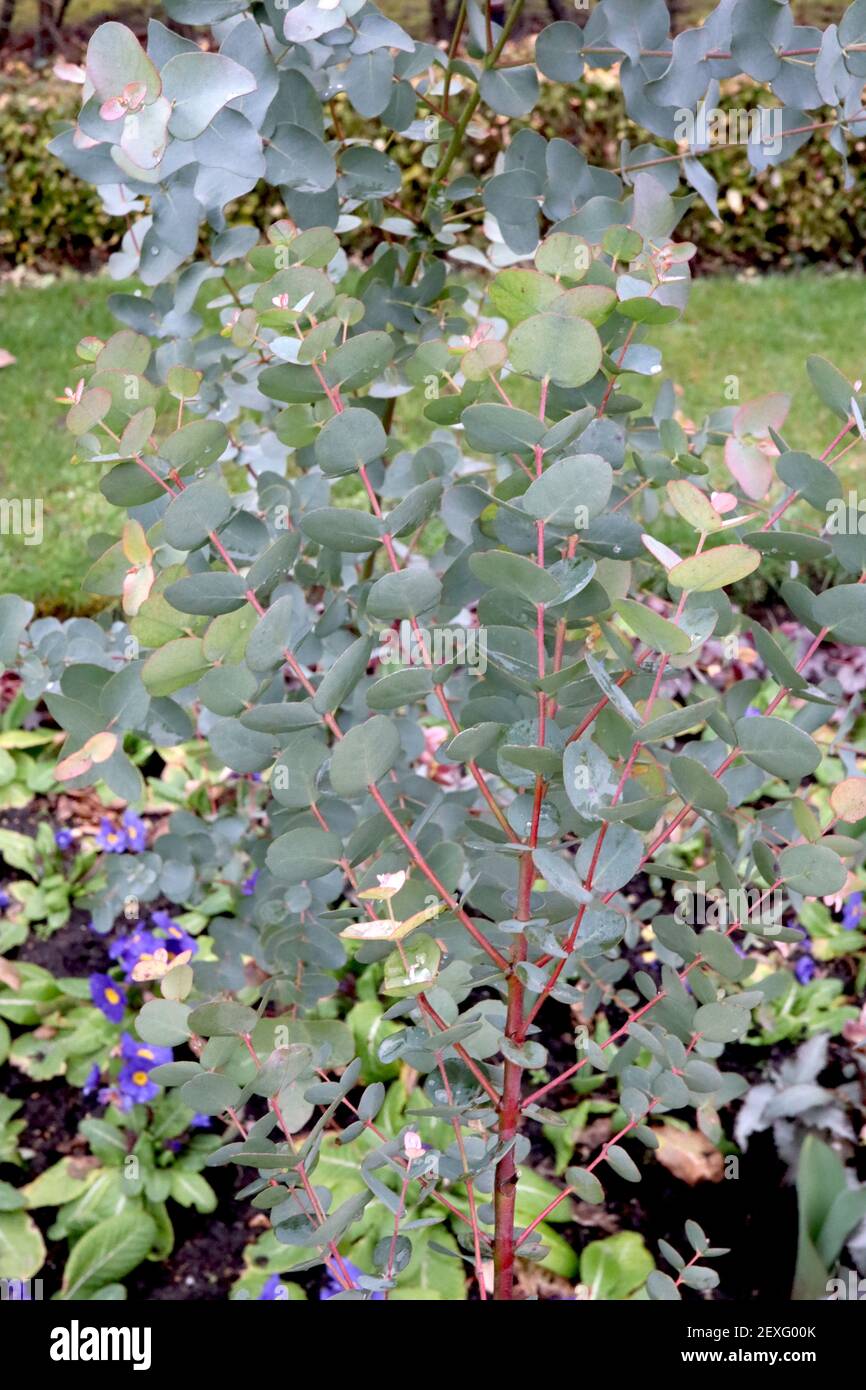 Eucalyptus gunnii ‘Azura’ Young eucalyptus tree – silvery blue grey egg-shaped leaves on red stems,  March, England, UK Stock Photo