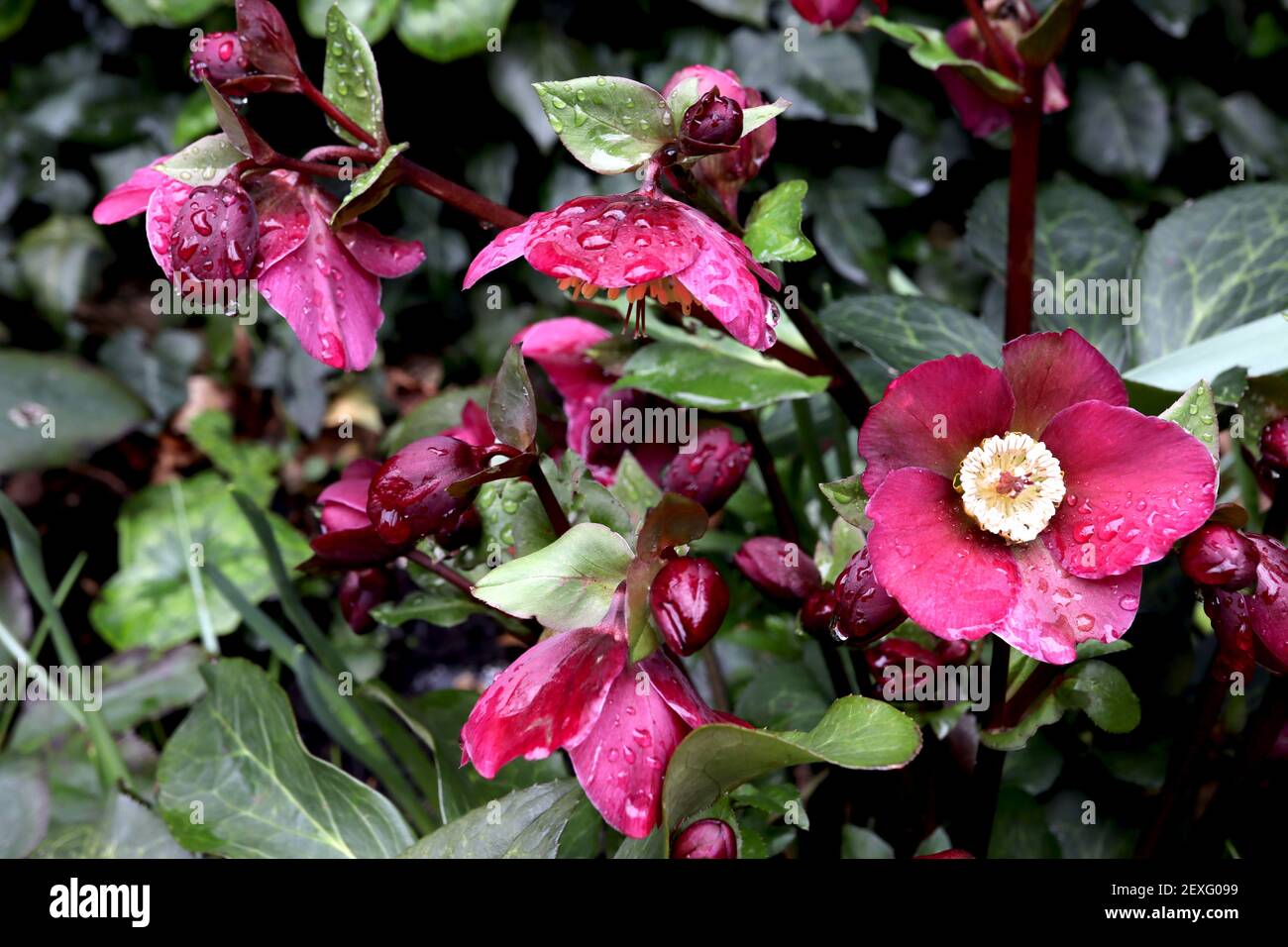 Helleborus (Rodney Davey Marbled Group) ‘Anna’s Red’ Hellebore Anna’s Red – deep red flowers with marbled foliage,  March, England, UK Stock Photo