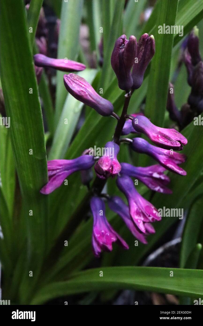 Hyacinthus orientalis ‘Purple Star’ Hyacinth Purple Star – violet mauve and blue flowers,  March, England, UK Stock Photo