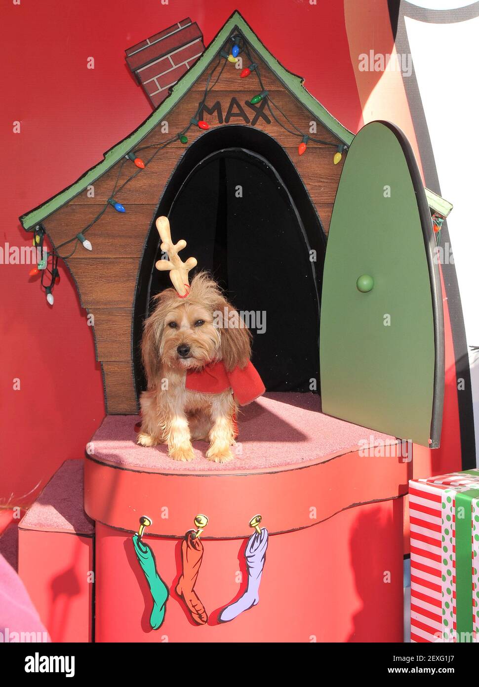 Max the Dog at the Universal Studios Hollywood Celebrates "Grinchmas