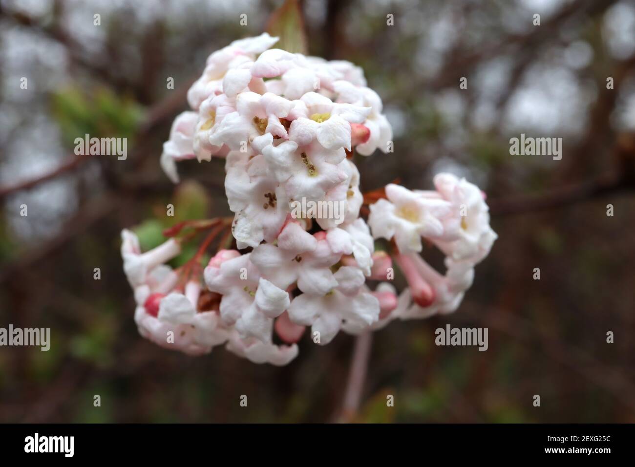 Viburnum farreri Fragrant Viburnum – clusters of scented white tubular flowers,  March, England, UK Stock Photo