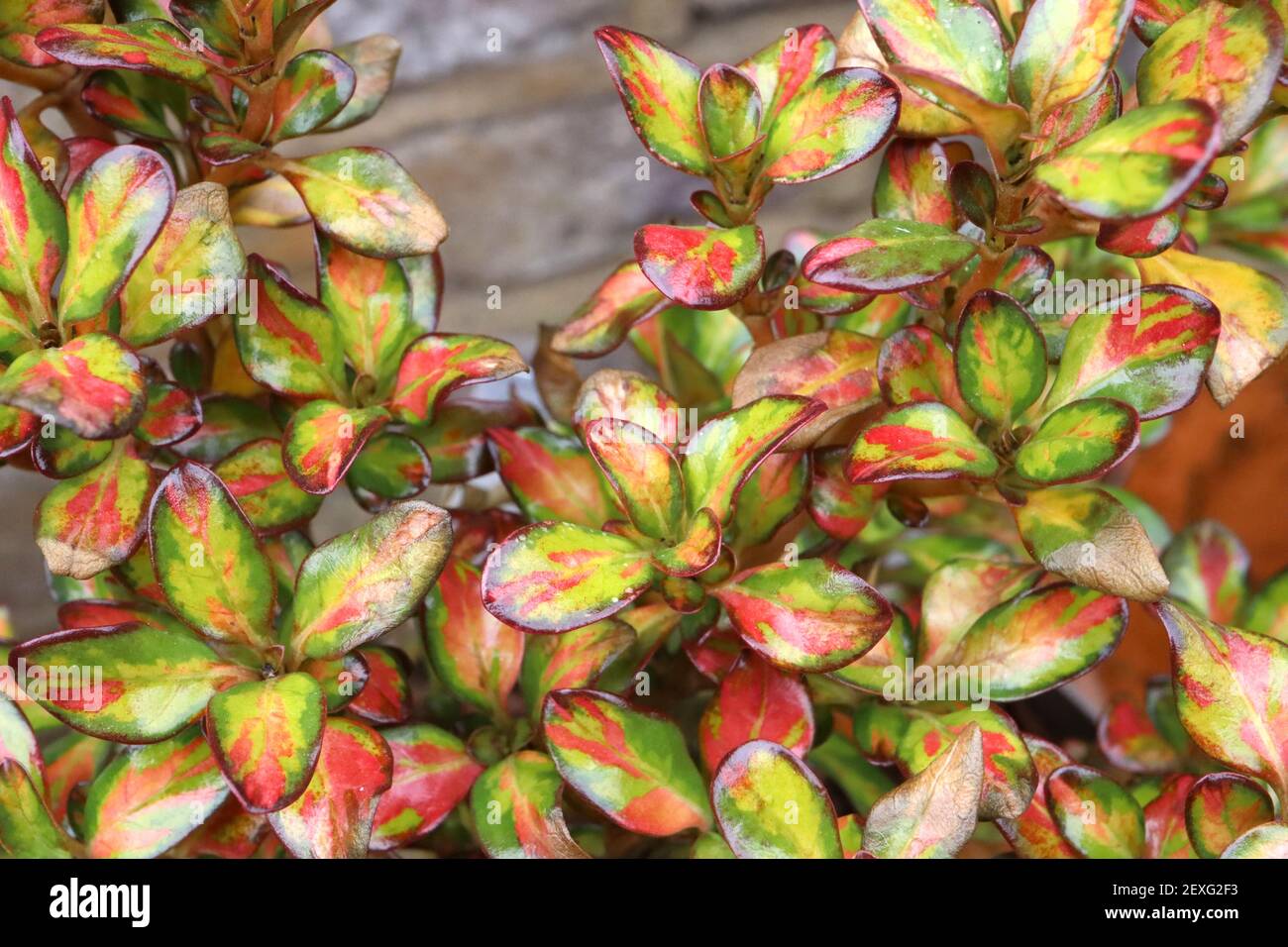 Coprosma repens ‘Lemon and Lime’ Looking-glass plant Lemon and Lime – multi-coloured small shiny ovate leaves,  March, England, UK Stock Photo