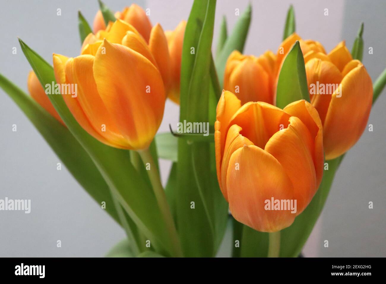 Tulipa orange from supermarket Orange tulips – deep orange yellow tulips, March, England, UK Stock Photo