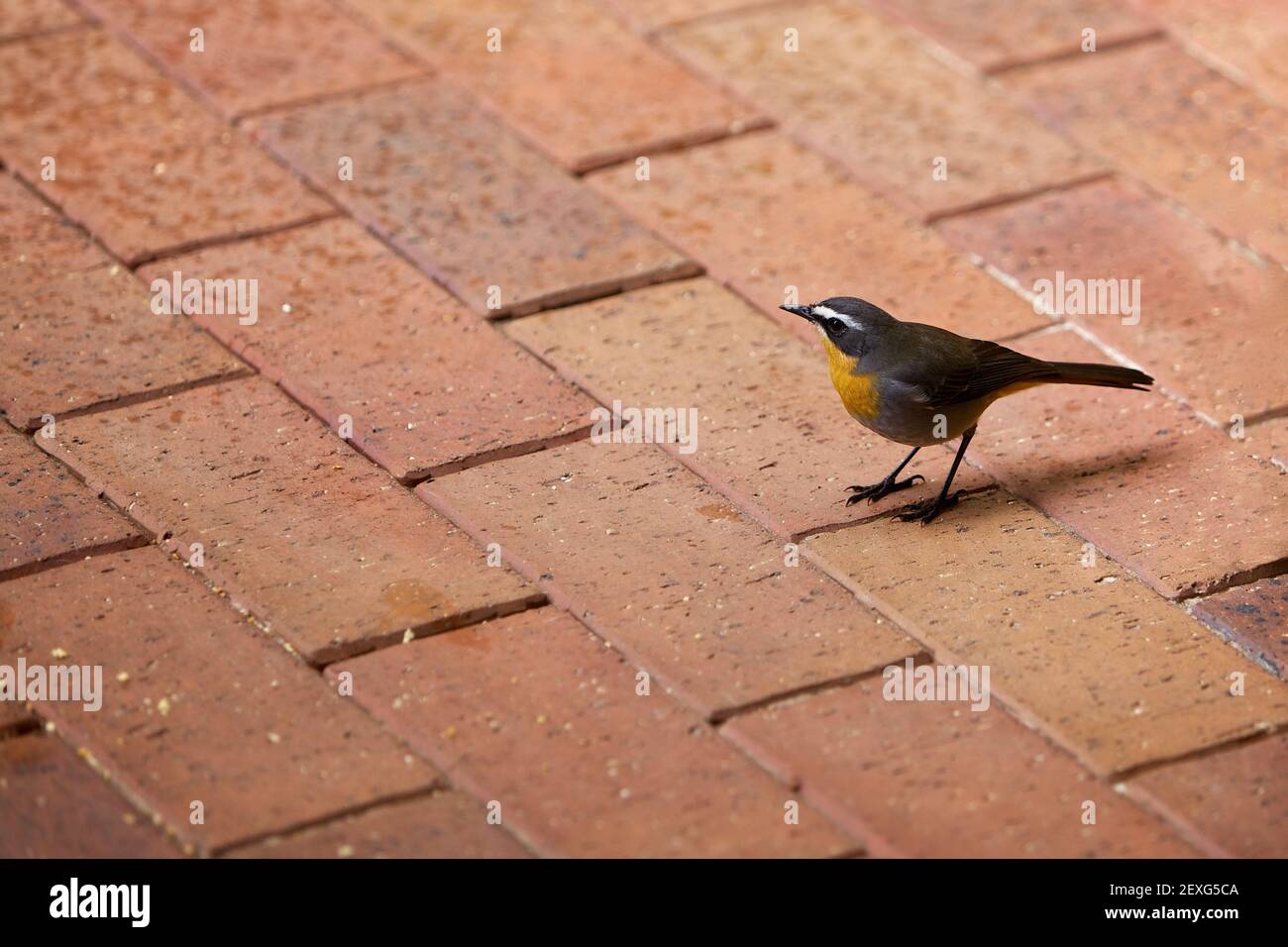 Cape chat hi-res stock photography and images - Alamy