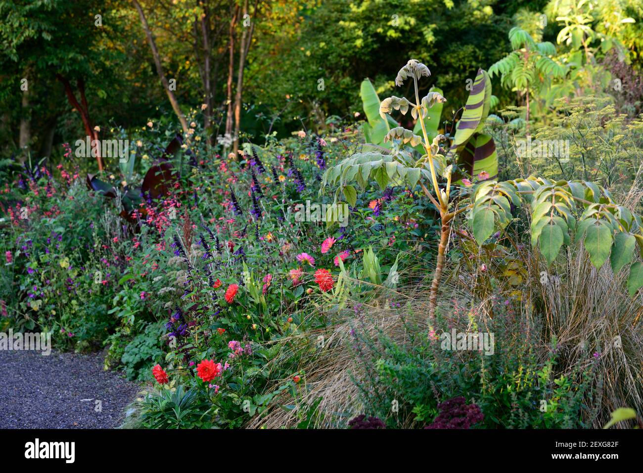 dahlia kilburn glow,waterlily dahlias,salvia amistad,musa sikkimensis bengal tiger,mixed planting,garden,summer,exotic border,bed,mixed planting schem Stock Photo