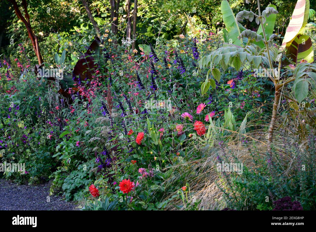 dahlia kilburn glow,waterlily dahlias,salvia amistad,salvia fulgens,musa sikkimensis bengal tiger,ensete ventricosum maurelii,banana,,bananas,mixed pl Stock Photo