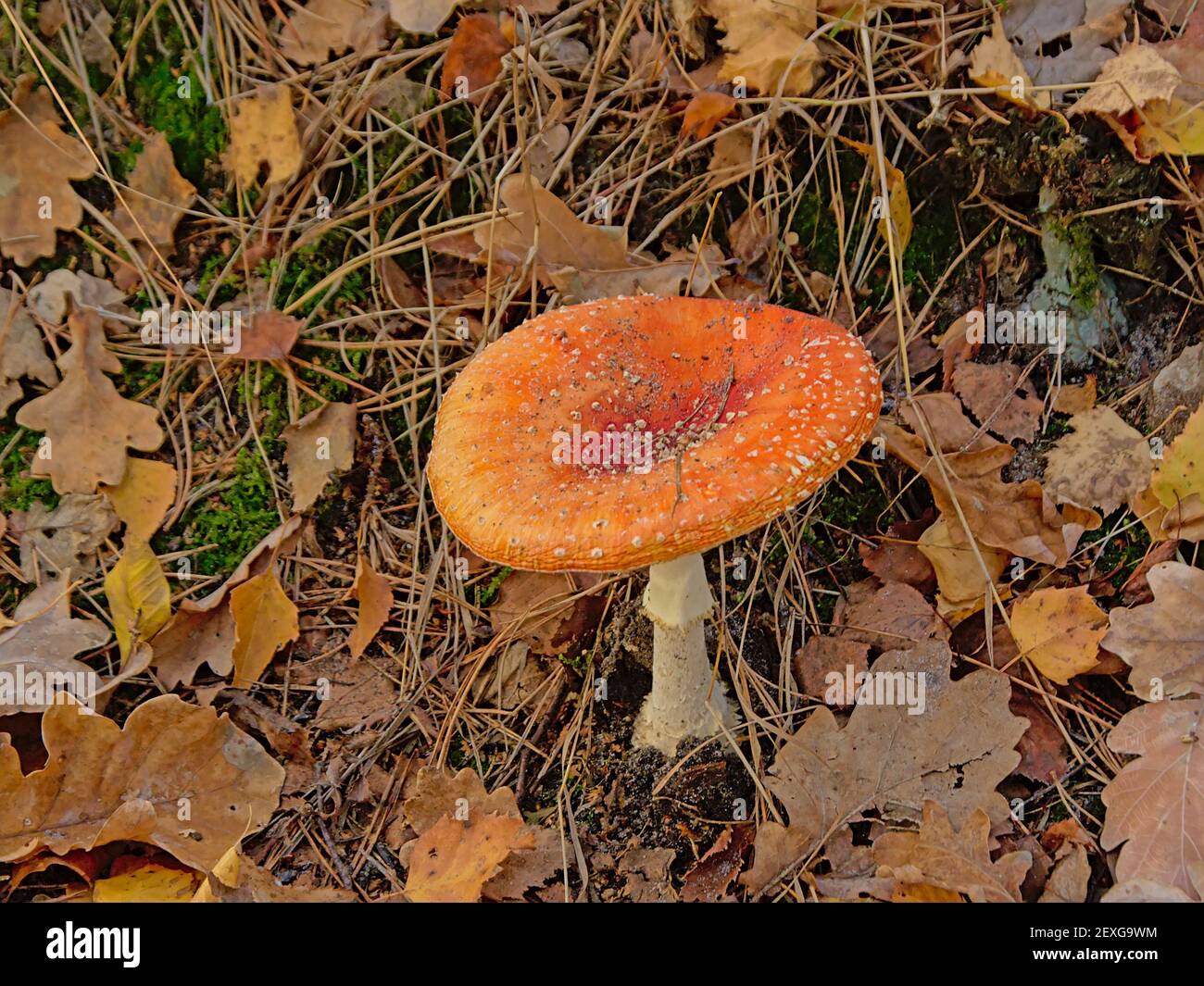 Macropsia hi-res stock photography and images - Alamy