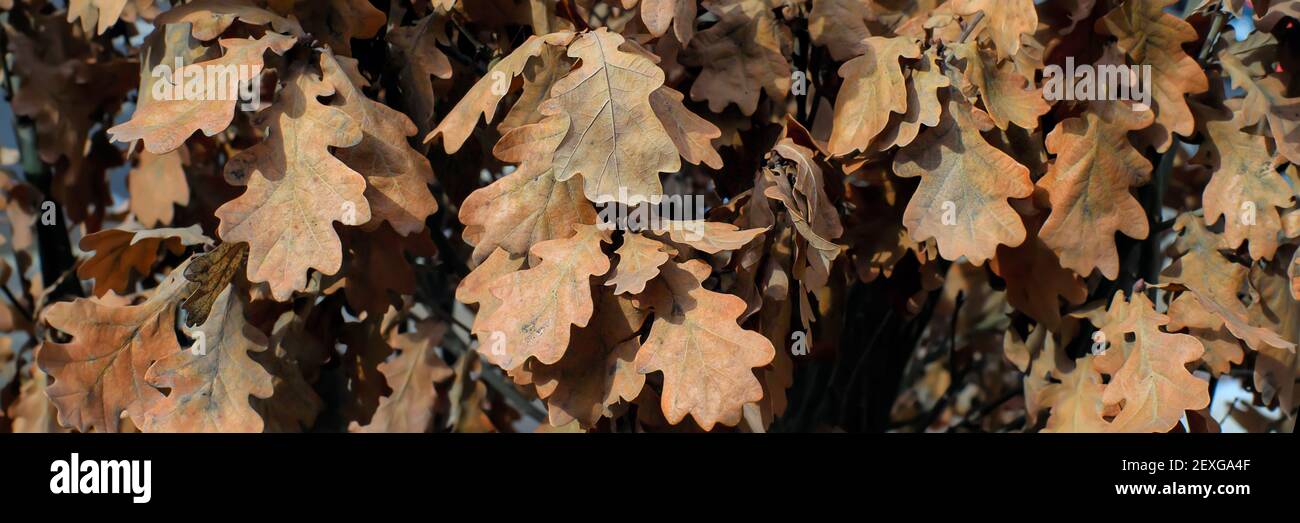 Dry yellow oak leaves on branches for background Stock Photo - Alamy