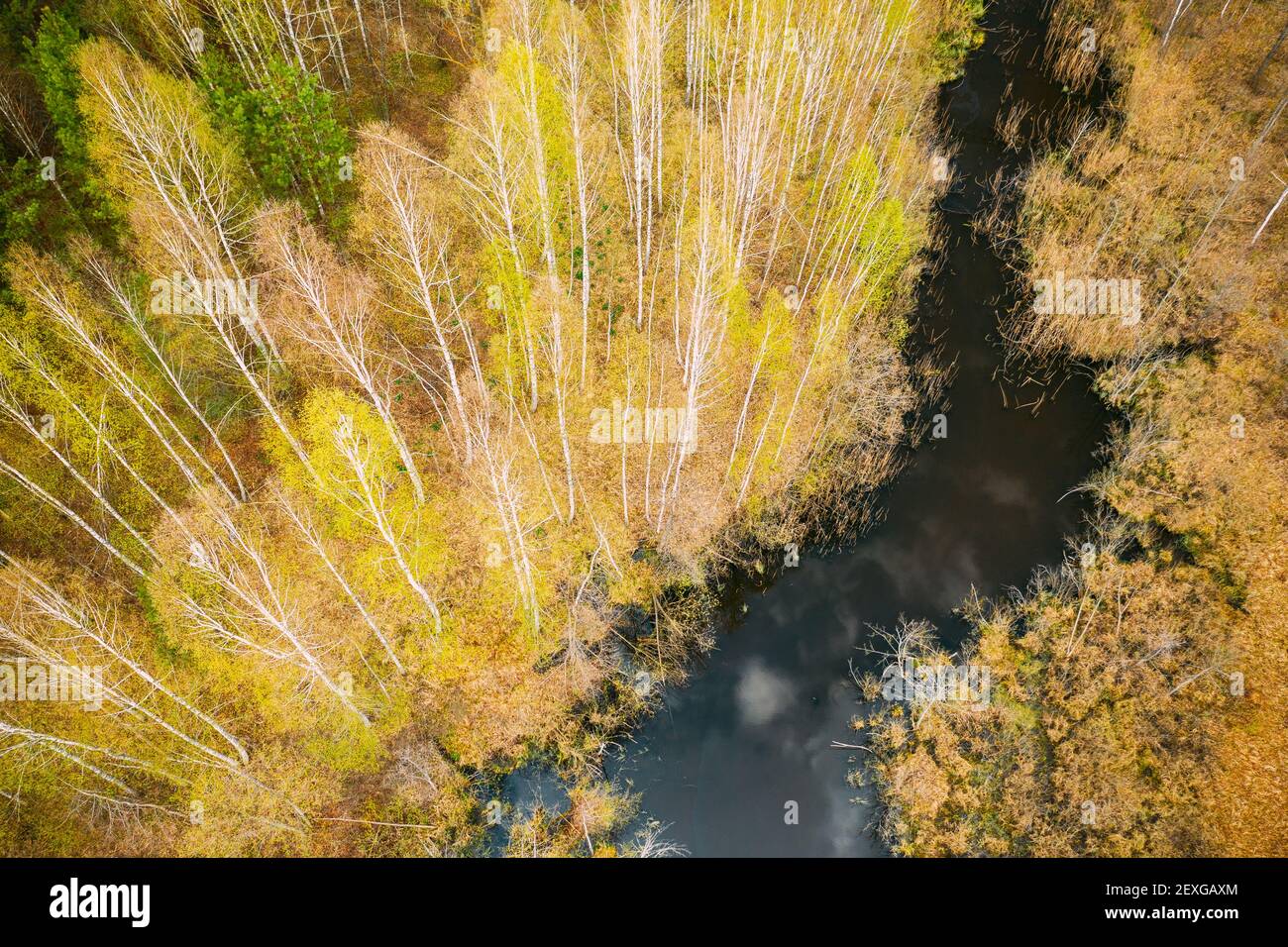 Spring Season. Aerial View. Young Birches Grow Among Small Marsh Bog Swamp. Deciduous Trees With Young Foliage Leaves In Landscape In Early Spring Stock Photo