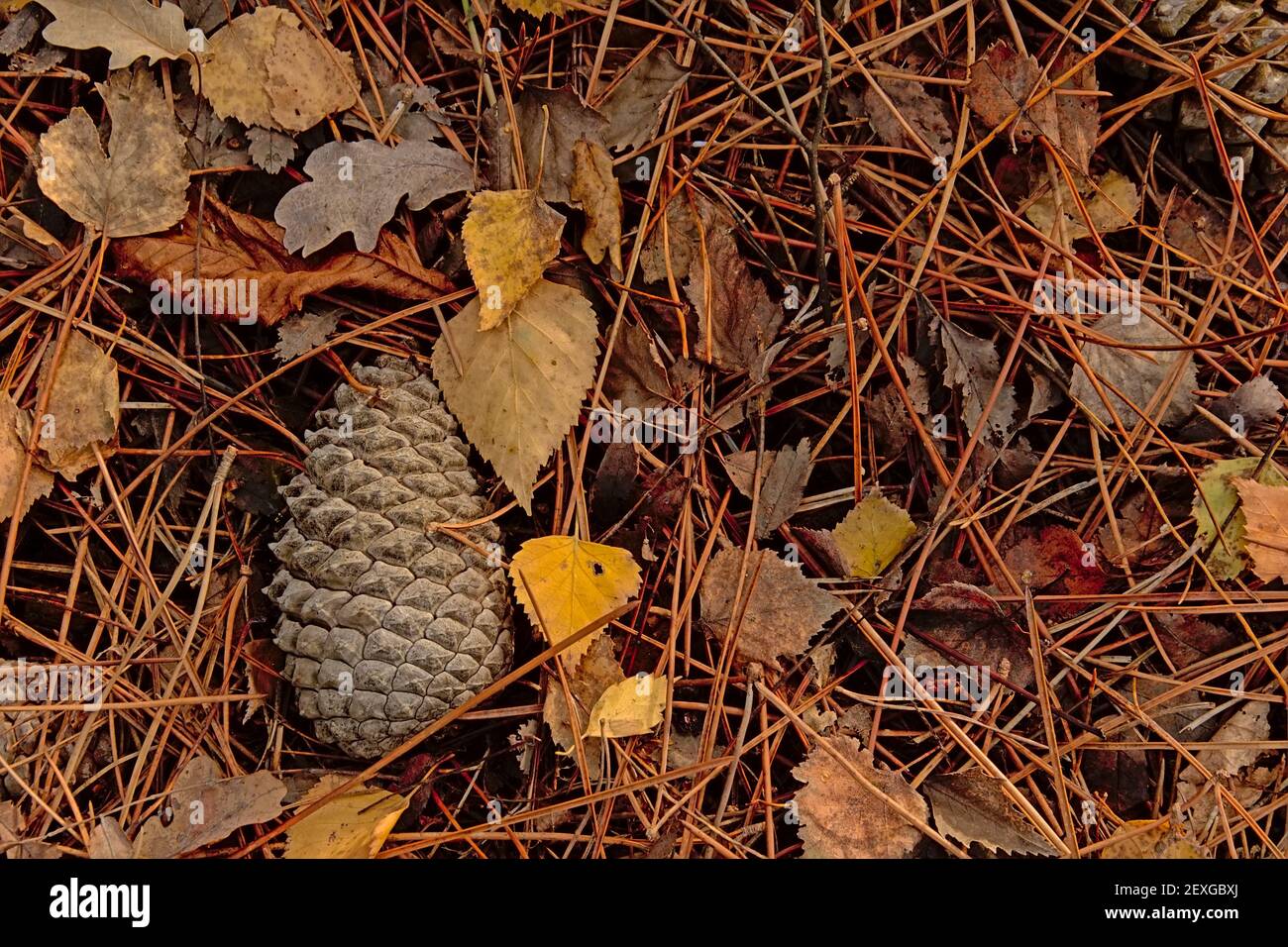 Spruce cone on the forest floor, in between needles and autumn leafs Stock Photo