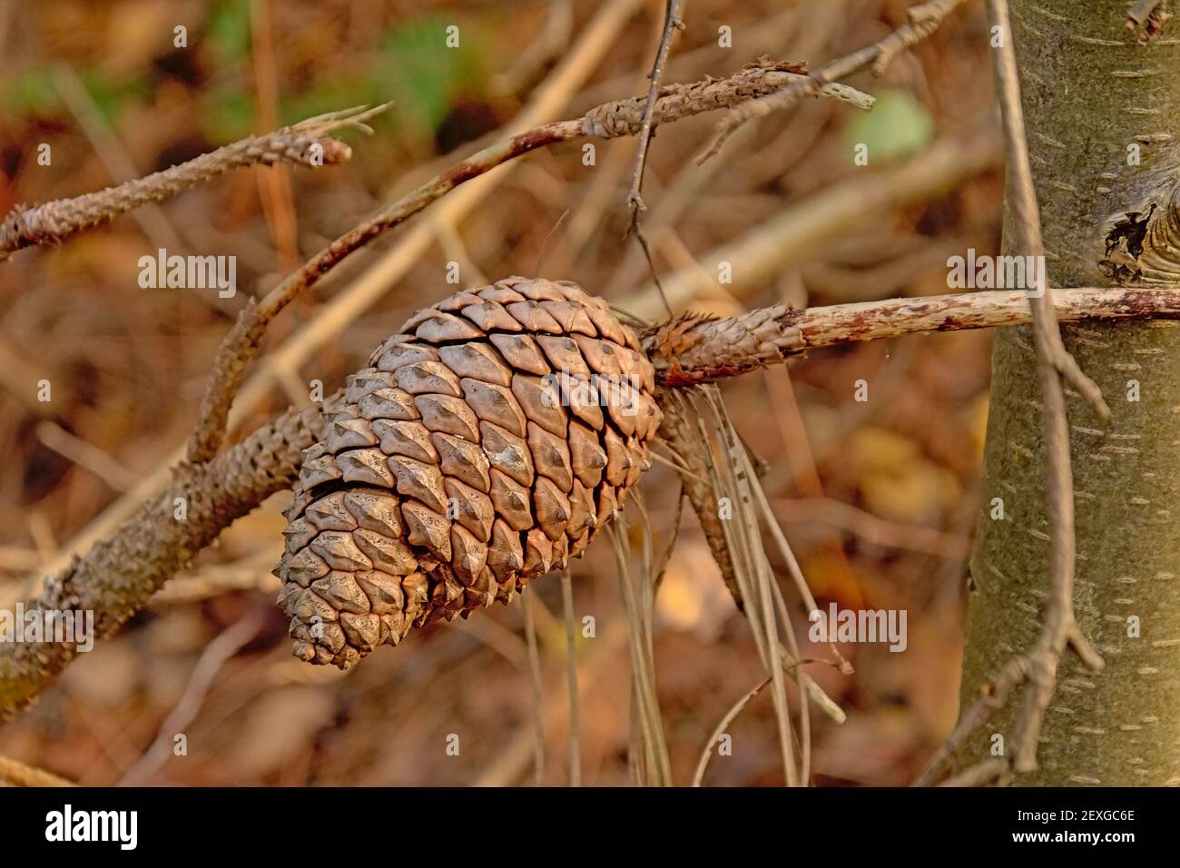 Spruce cone on a twig in the forest Stock Photo