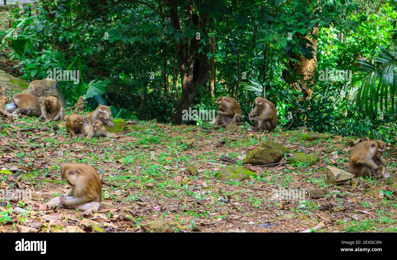 A group of monkeys in the green park during the daytime Stock Photo - Alamy