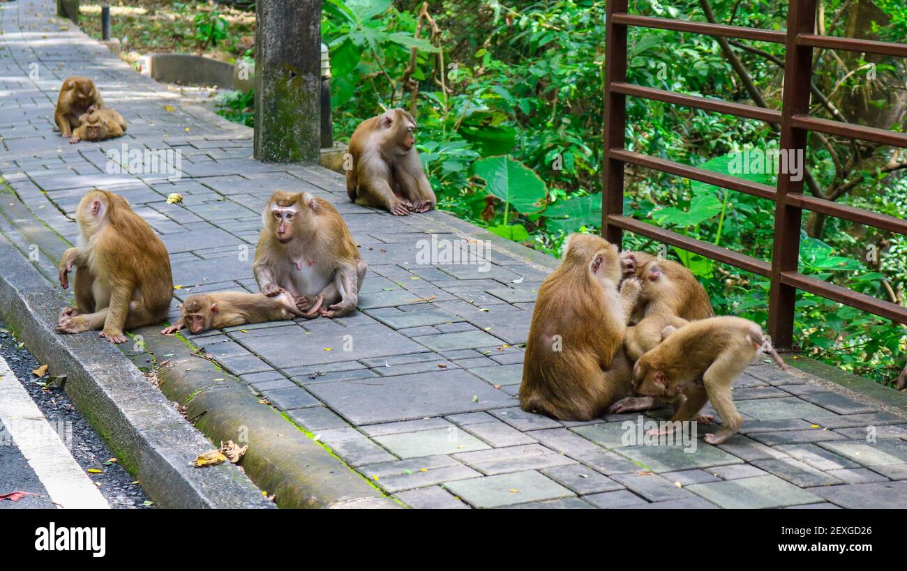 A group of monkeys in the green park during the daytime Stock Photo - Alamy