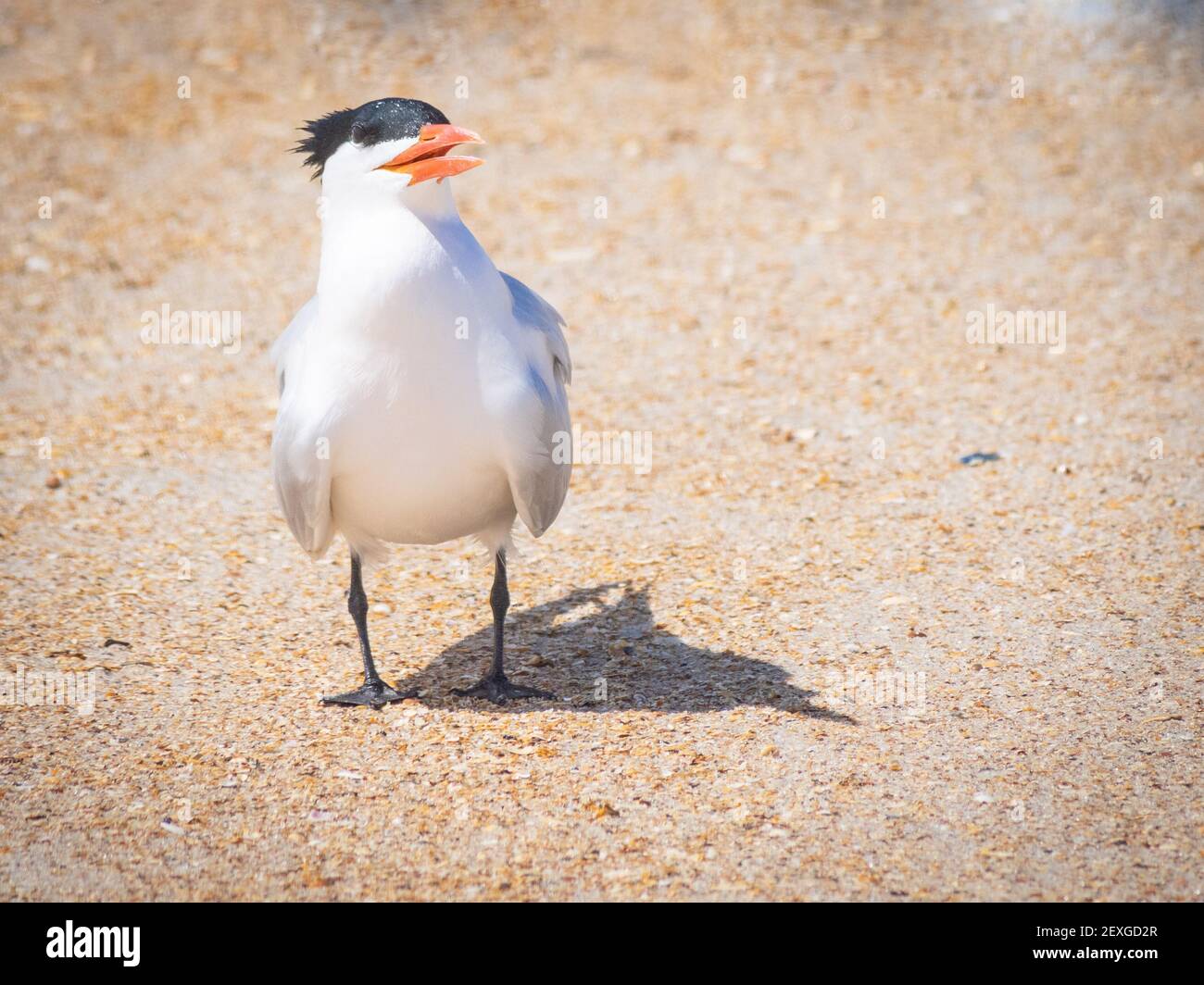 Caspian Tern on beach Stock Photo