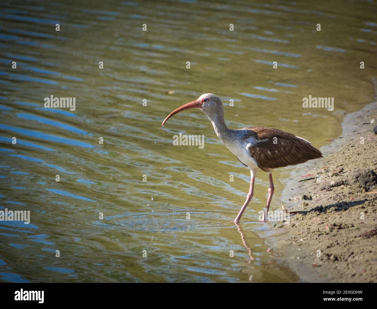 Juvenile white ibis on a beach Stock Photo