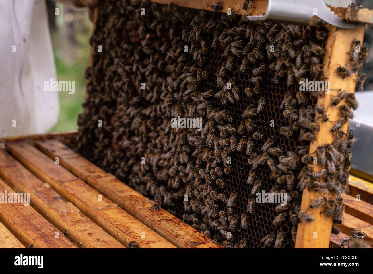 The process of inspection of bee families on an apiary in spring ...