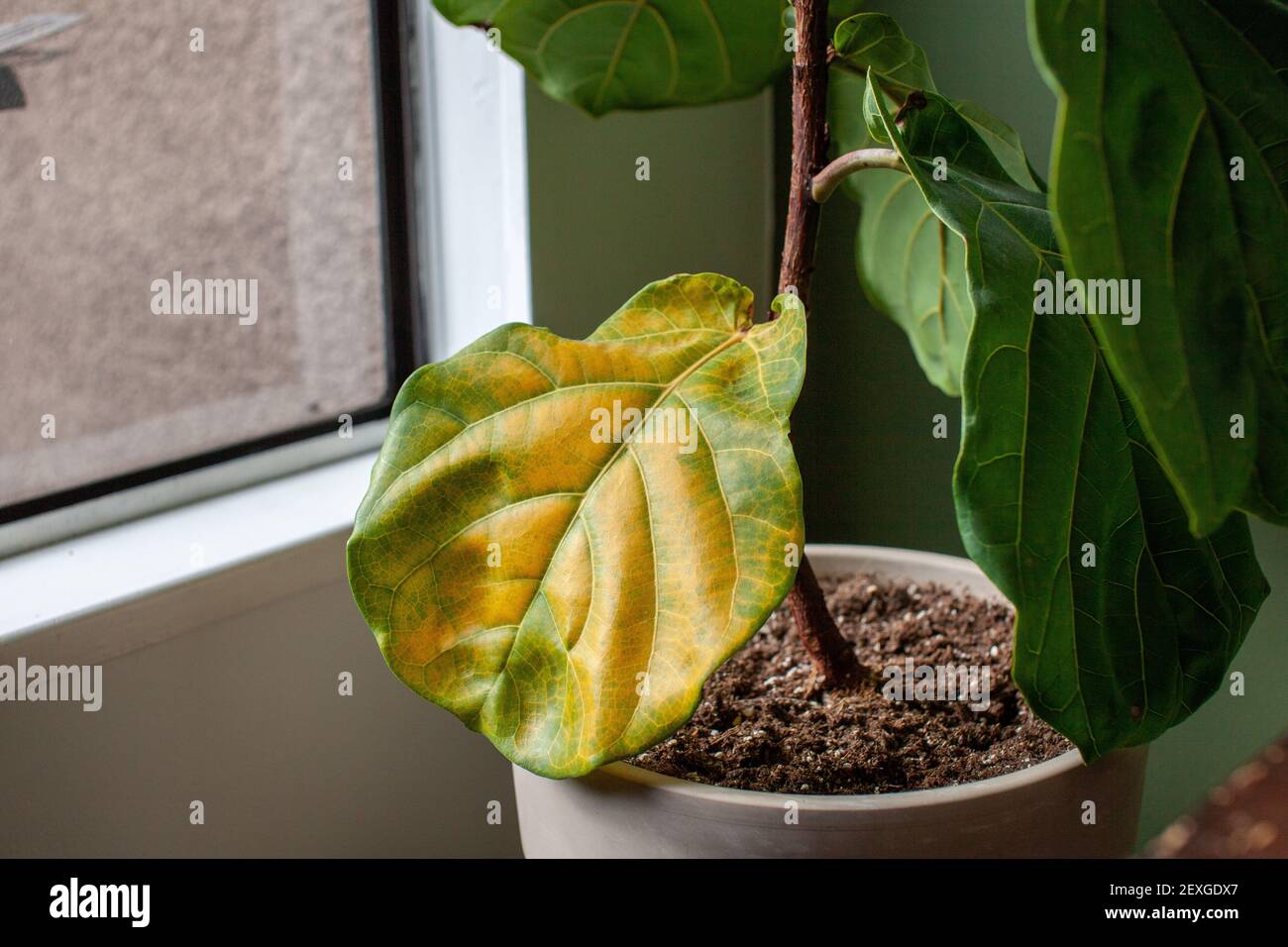 A beautiful fiddle leaf fig houseplant sits in a pot by a window for bright, indirect light, but has a large yellowing leaf. Overwatering or under fer Stock Photo