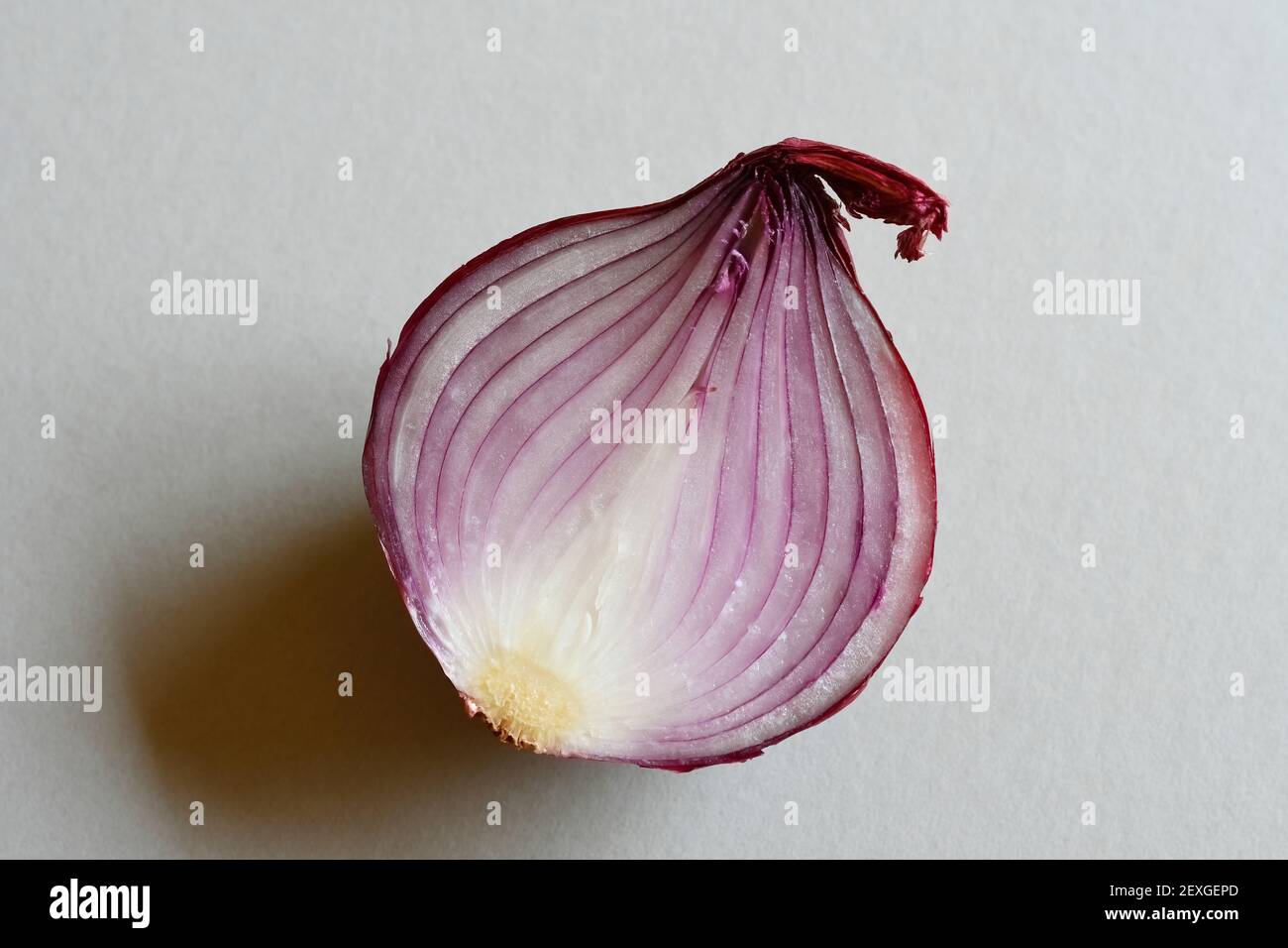 Red Onion cut in half at an angle on gray background Stock Photo