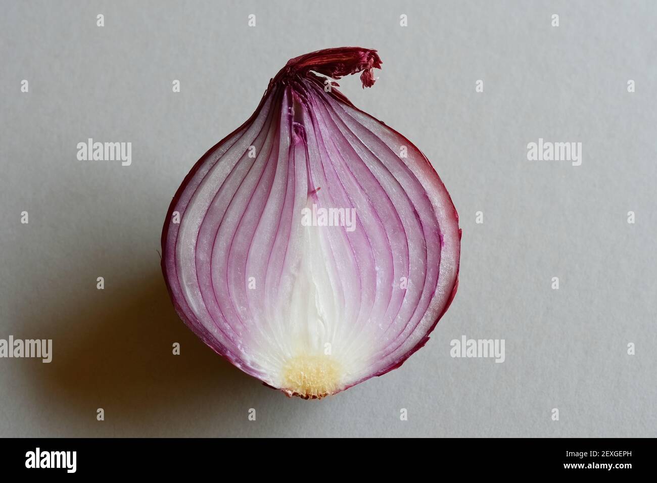 Red Onion half on gray background Stock Photo