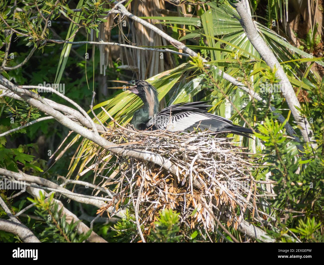 Anhinga building a nest Stock Photo - Alamy