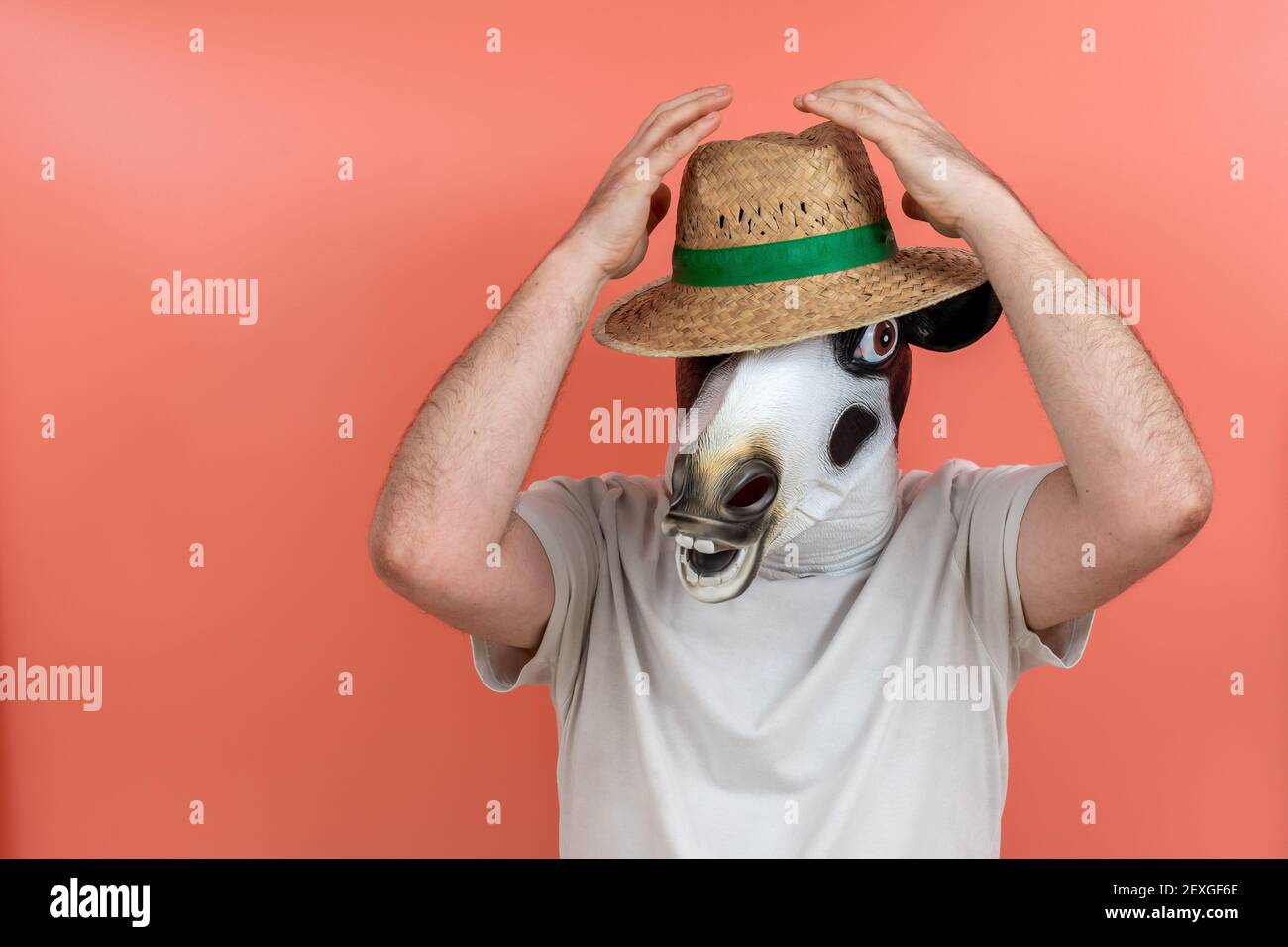 https://c8.alamy.com/comp/2EXGF6E/person-disguised-as-a-cow-and-wearing-a-white-t-shirt-with-a-straw-hat-on-his-or-her-head-on-a-pink-background-2EXGF6E.jpg