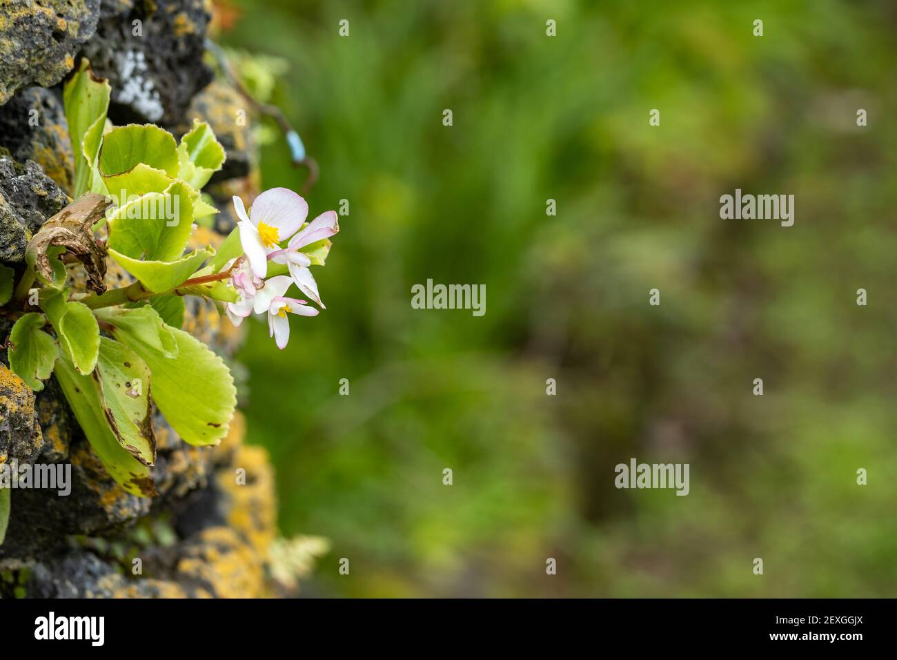 Small wild flowers between rocks on the wall, close up caption. Stock Photo