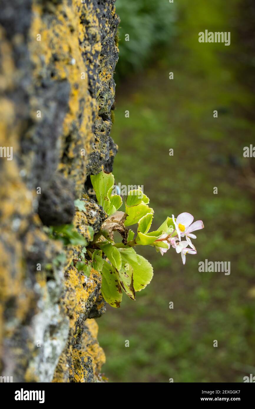 Small wild flowers between rocks on the wall, close up caption. Stock Photo