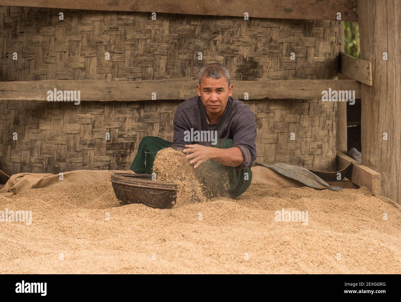 Villager sorting wheat with basket, Myanmar Stock Photo Alamy