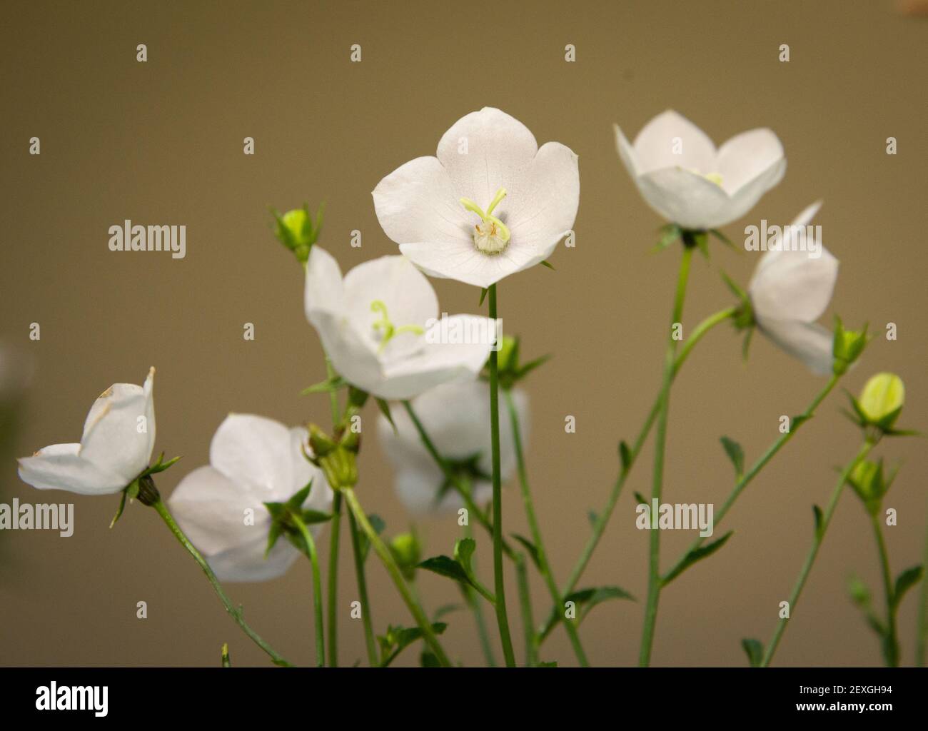 White bellflowers - Campanula carpatica alba Stock Photo