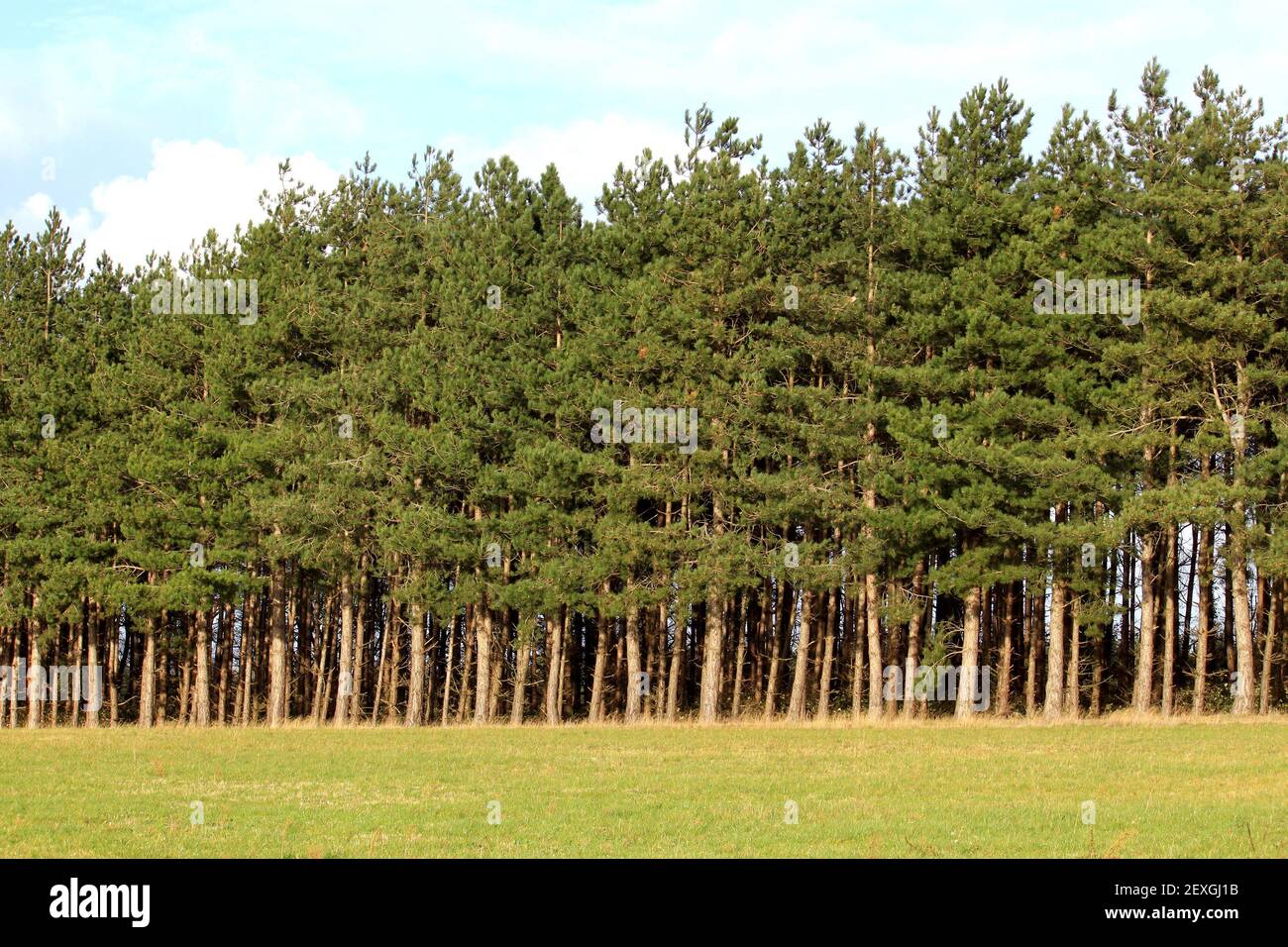 Forest of firs Stock Photo